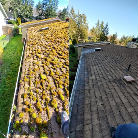 Roof Moss Removal Service